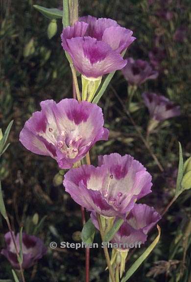 clarkia williamsonii 12 graphic